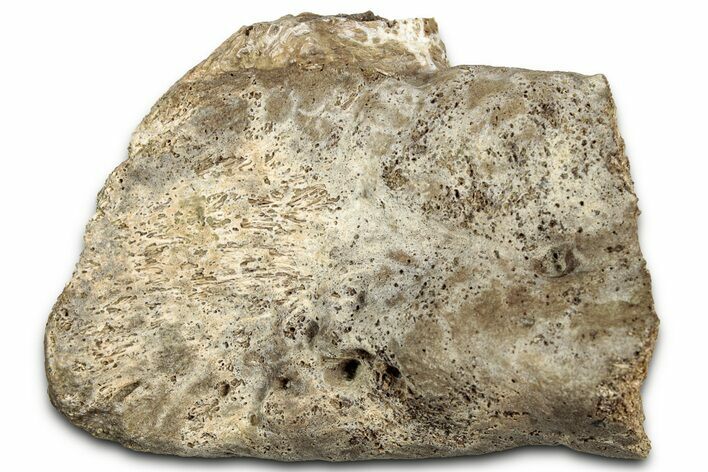 Fossil Tyrannosaur (T rex) Bone Section - Wyoming #328696